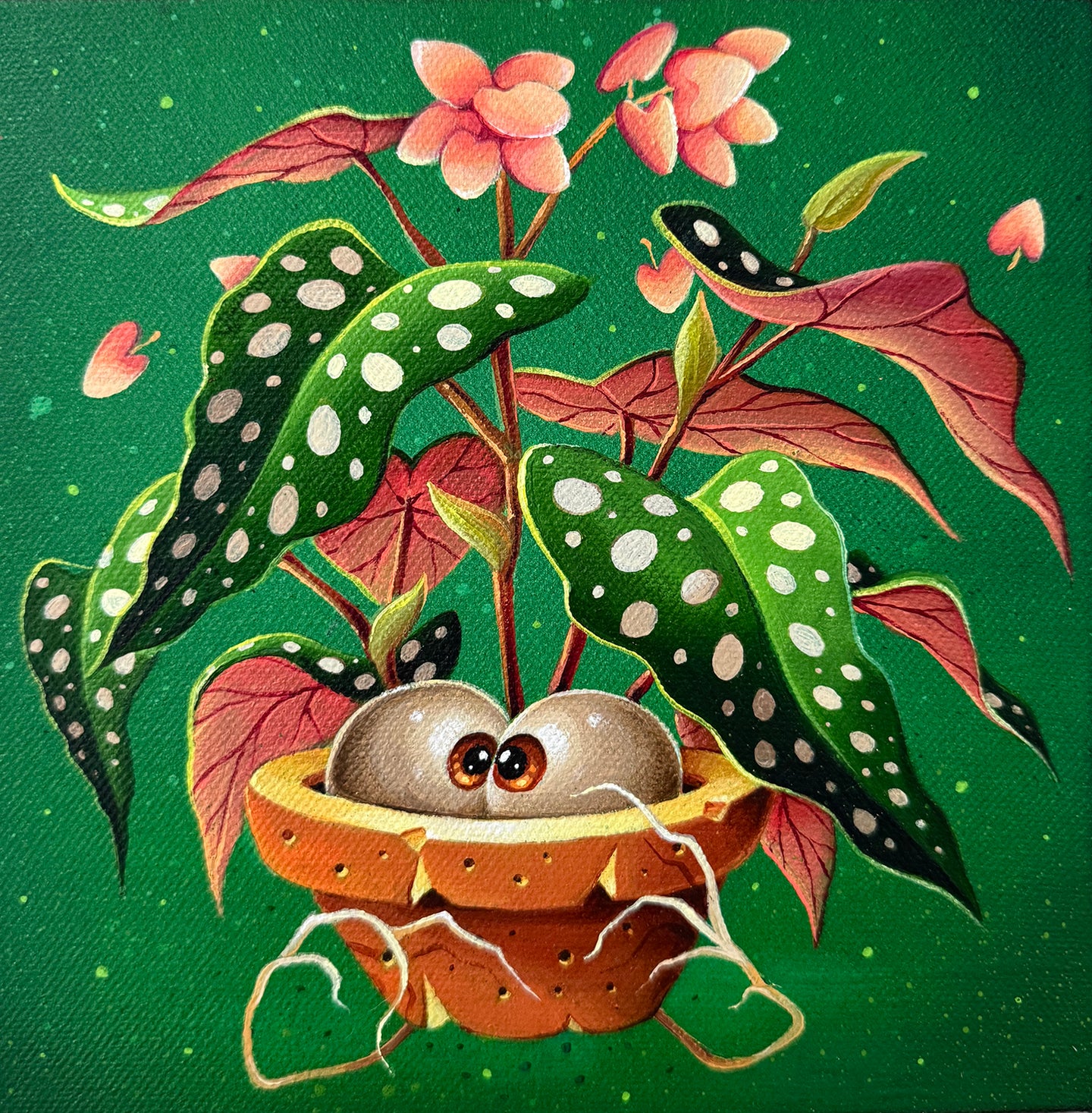 ABYS 'Baby Plant - Begonia Maculata'